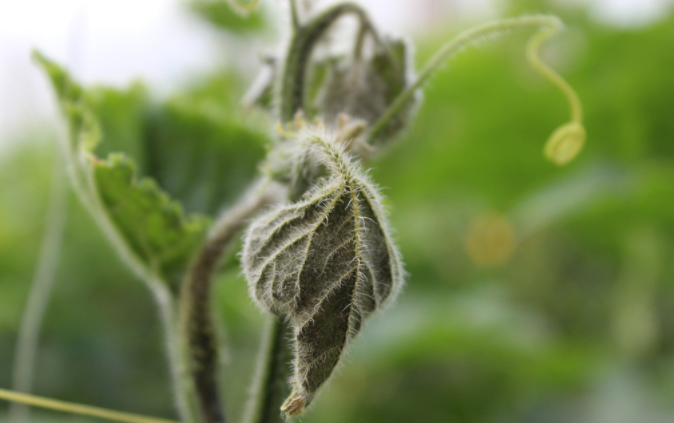 用病毒檢測儀為植物查明“病因”（植物病害檢測儀可以檢測哪些？）