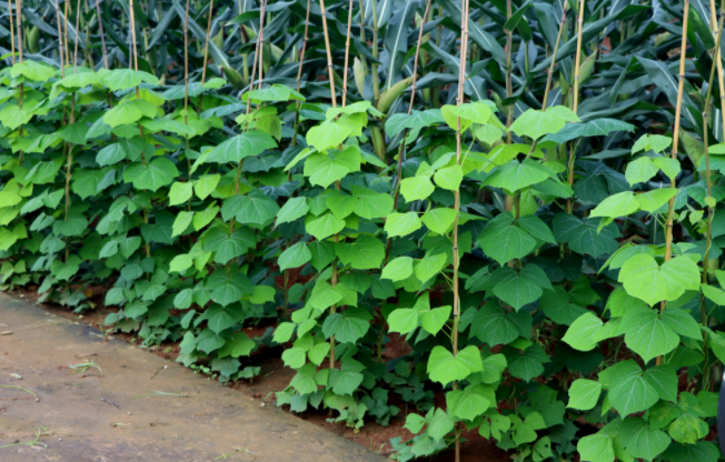 怎樣檢測(cè)泥土是不是有重金屬（土壤重金屬含量多少為超標(biāo)？）