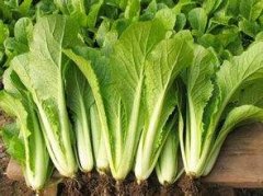 小白菜農(nóng)殘含量農(nóng)殘快速檢測儀器檢測 小白菜農(nóng)殘含量農(nóng)殘快速檢測儀器檢測