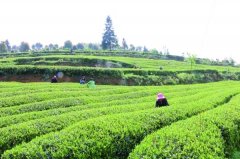 宜居茶葉產(chǎn)業(yè)園用農(nóng)殘速測儀檢測茶葉農(nóng)殘 宜居茶葉產(chǎn)業(yè)園用農(nóng)殘速測儀檢測茶葉農(nóng)殘